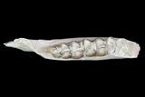 Oligocene Ruminant (Leptomeryx) Jaw Section #70095-2